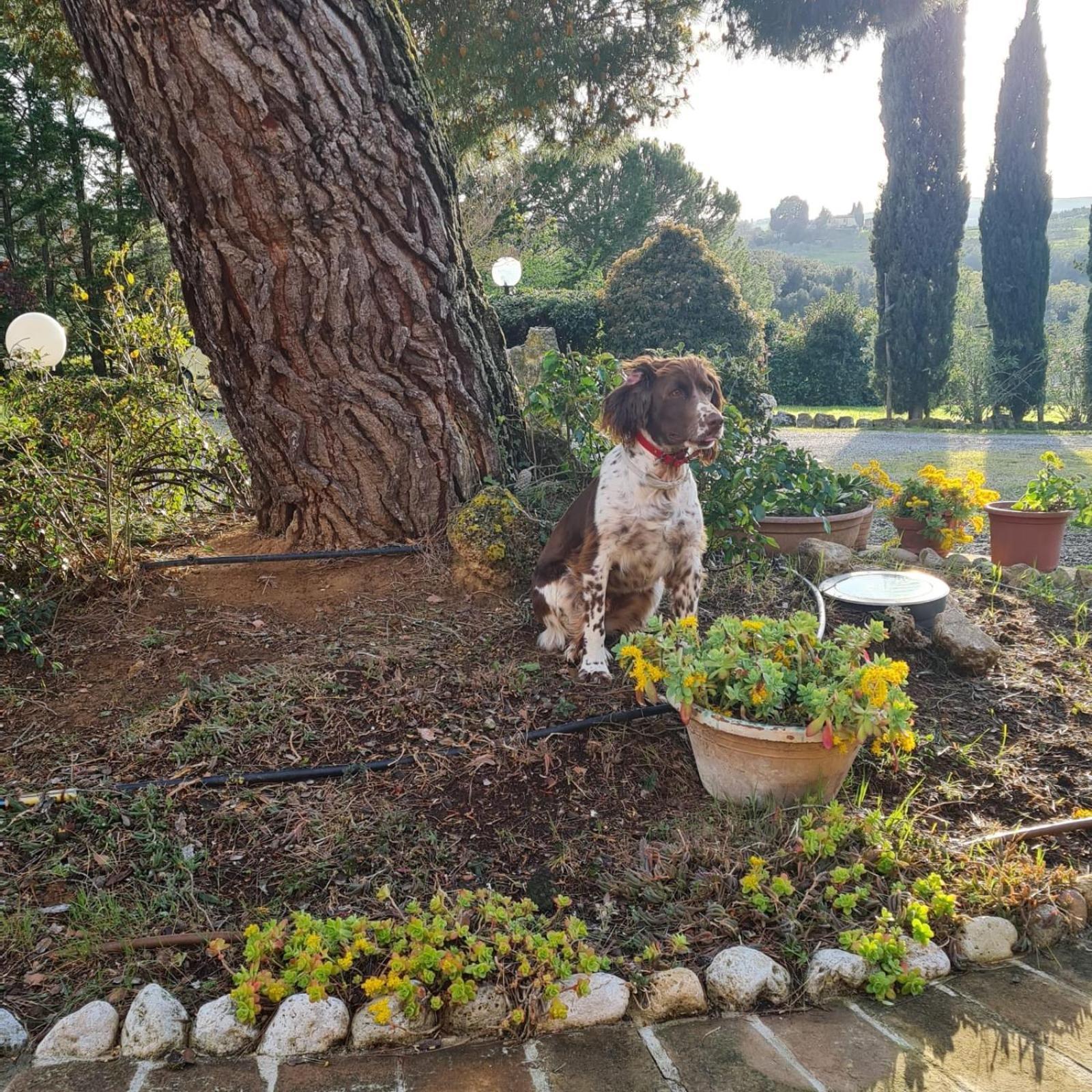Antico Borgo Il Cardino Bed & Breakfast San Gimignano Exterior foto