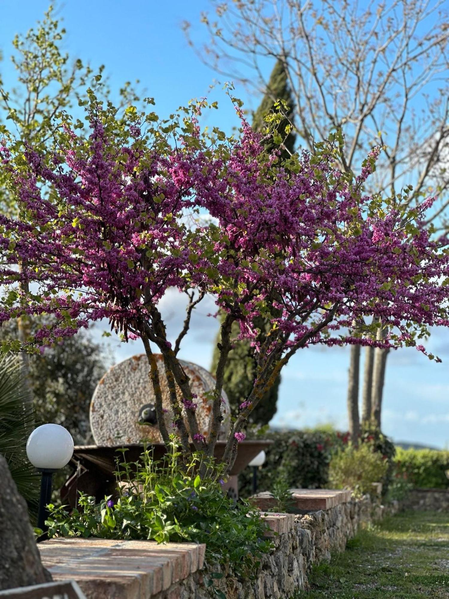 Antico Borgo Il Cardino Bed & Breakfast San Gimignano Exterior foto